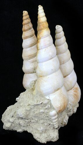 Beautiful Fossil Turritella Cluster - France #29608